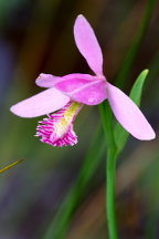 Pogonia ophioglossoides