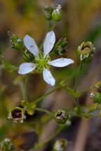 Minuartia caroliniana