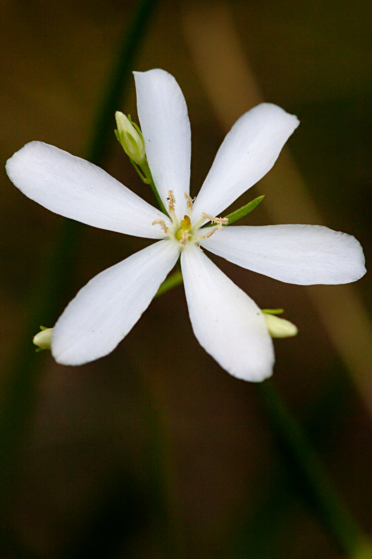 Lance-Leaved Rose Gentian