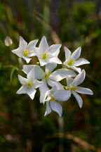 Sabatia difformis