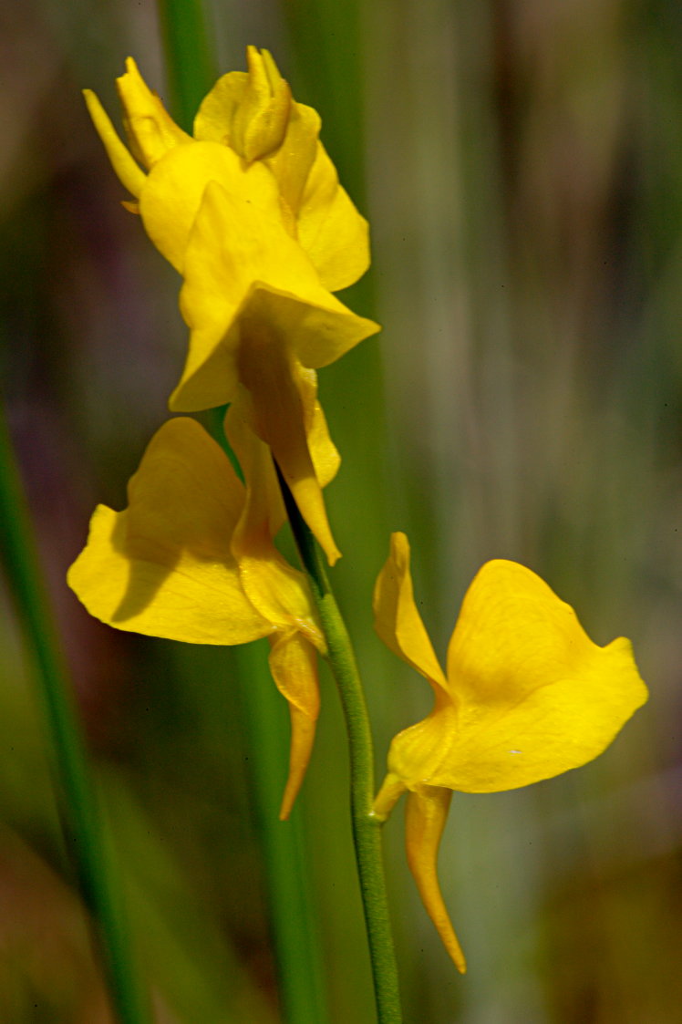 Horned Bladderwort