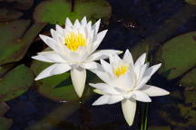 Nymphaea odorata