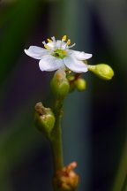 Drosera intermedia