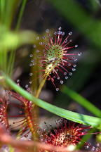 Drosera intermedia