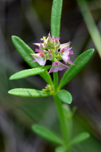 Polygala cruciata