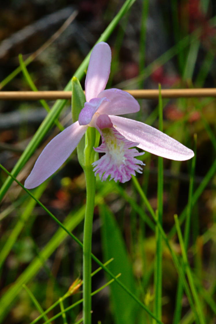 Rose Pogonia