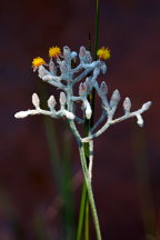 Lophiola aurea