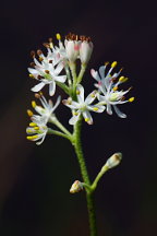 Tofieldia racemosa