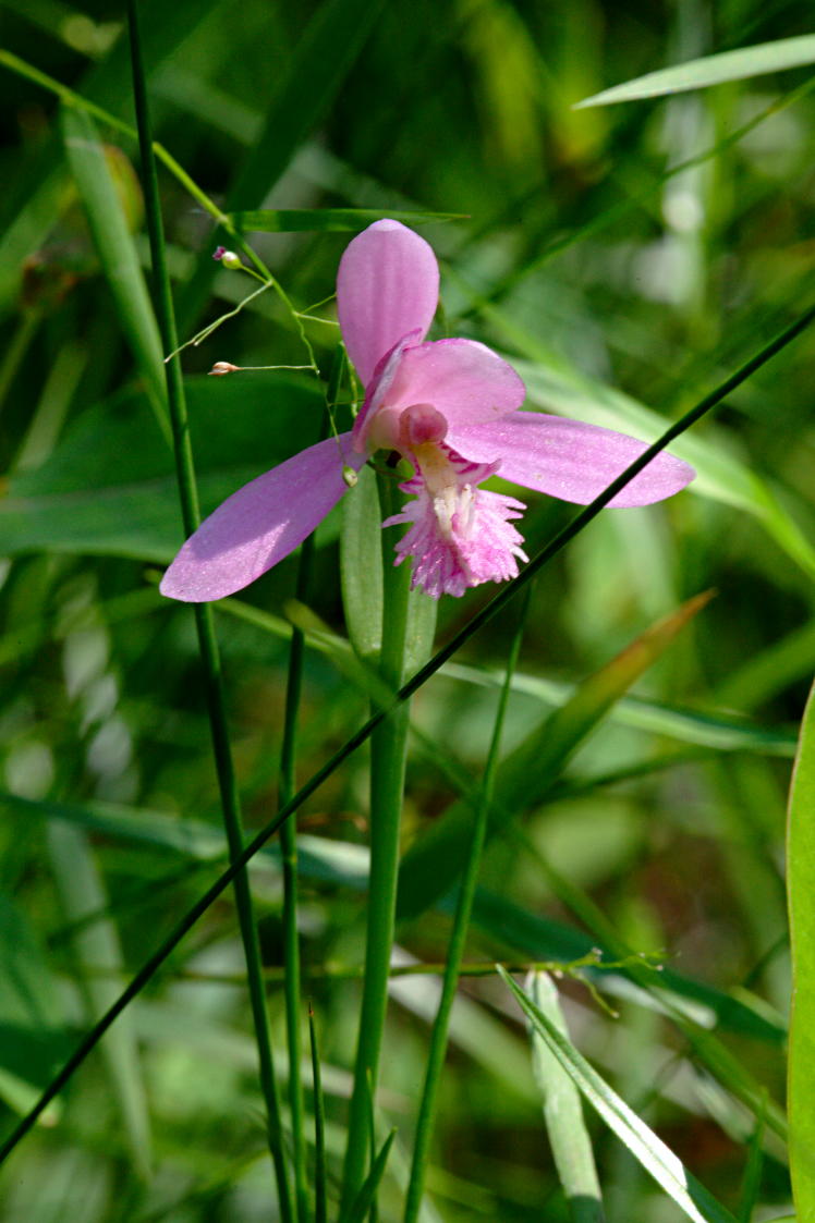 Rose Pogonia