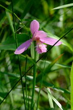 Pogonia ophioglossoides