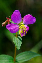 Rhexia virginica