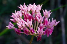 Asclepias rubra