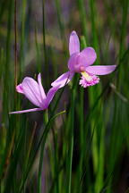 Pogonia ophioglossoides