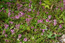 Thymus praecox