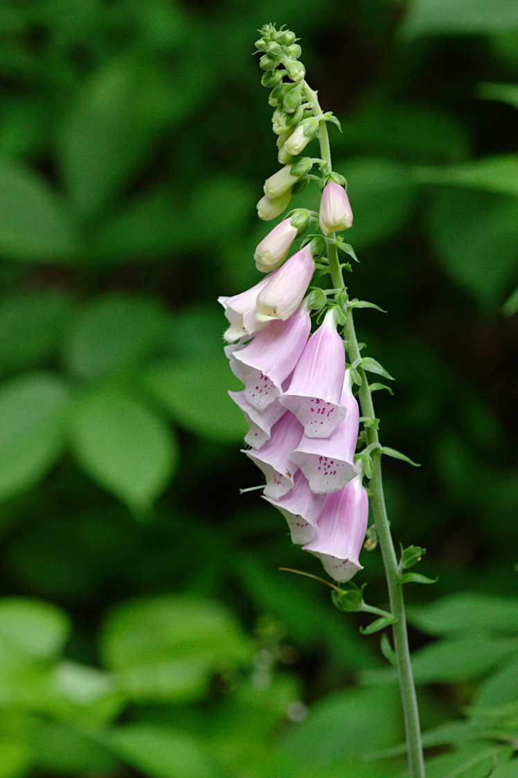 Common Foxglove