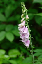 Digitalis purpurea