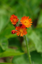 Hieracium aurantiacum