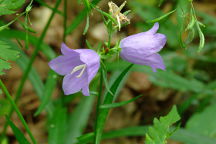 Campanula rotundifolia