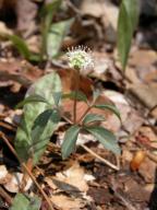 Panax trifolius