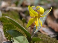 Great Swamp National Wildlife Refuge