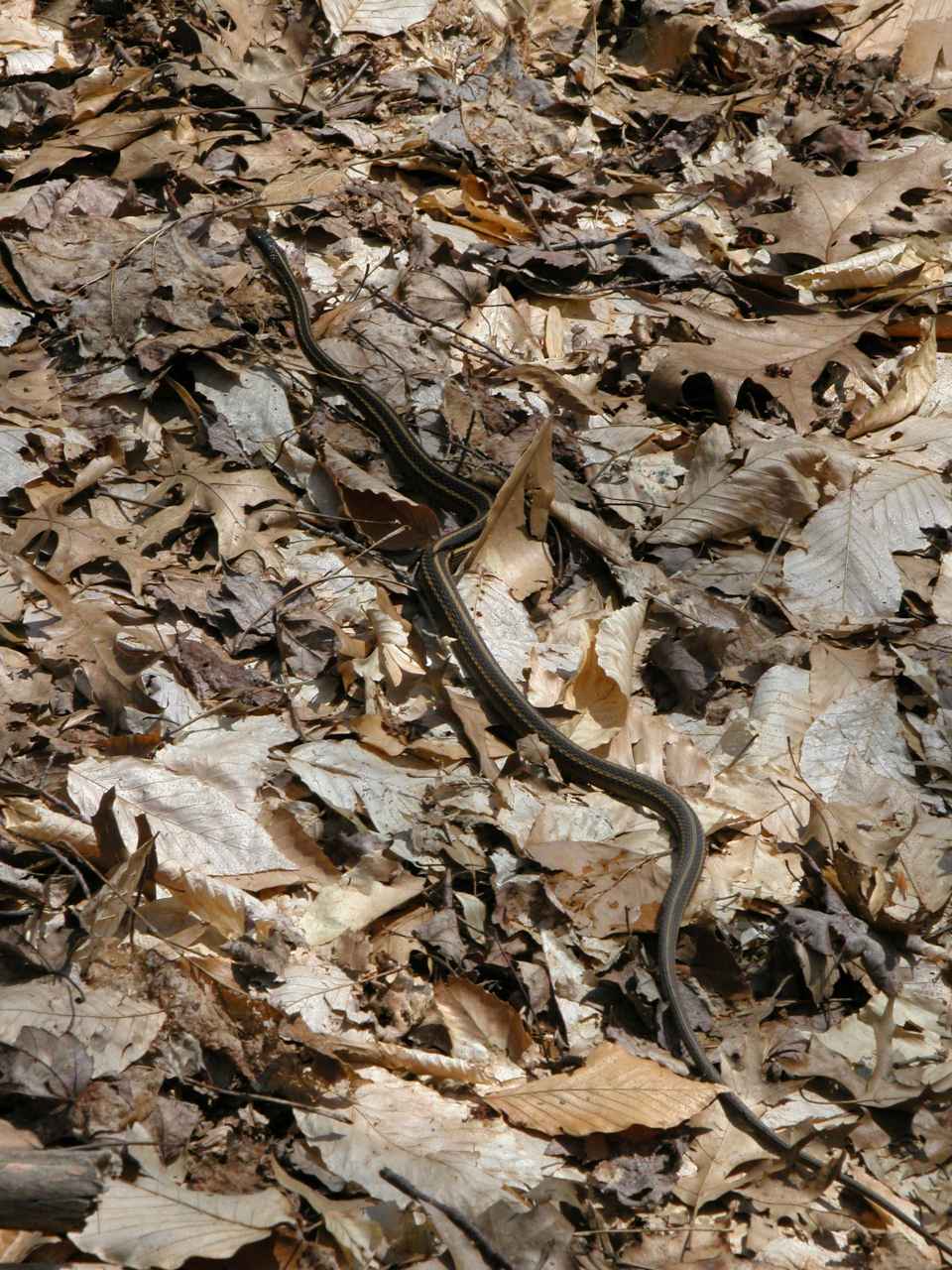 Eastern Ribbon Snake