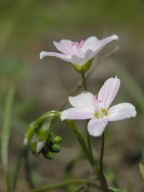 Claytonia virginica