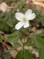 Wood Anemone