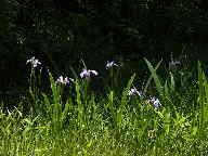 Iris versicolor