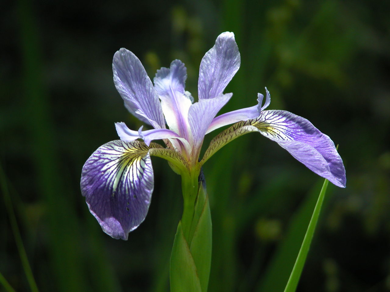 Northern Blue Iris