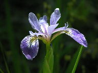 Iris versicolor