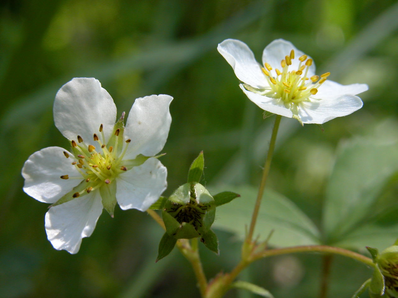 Common Strawberry