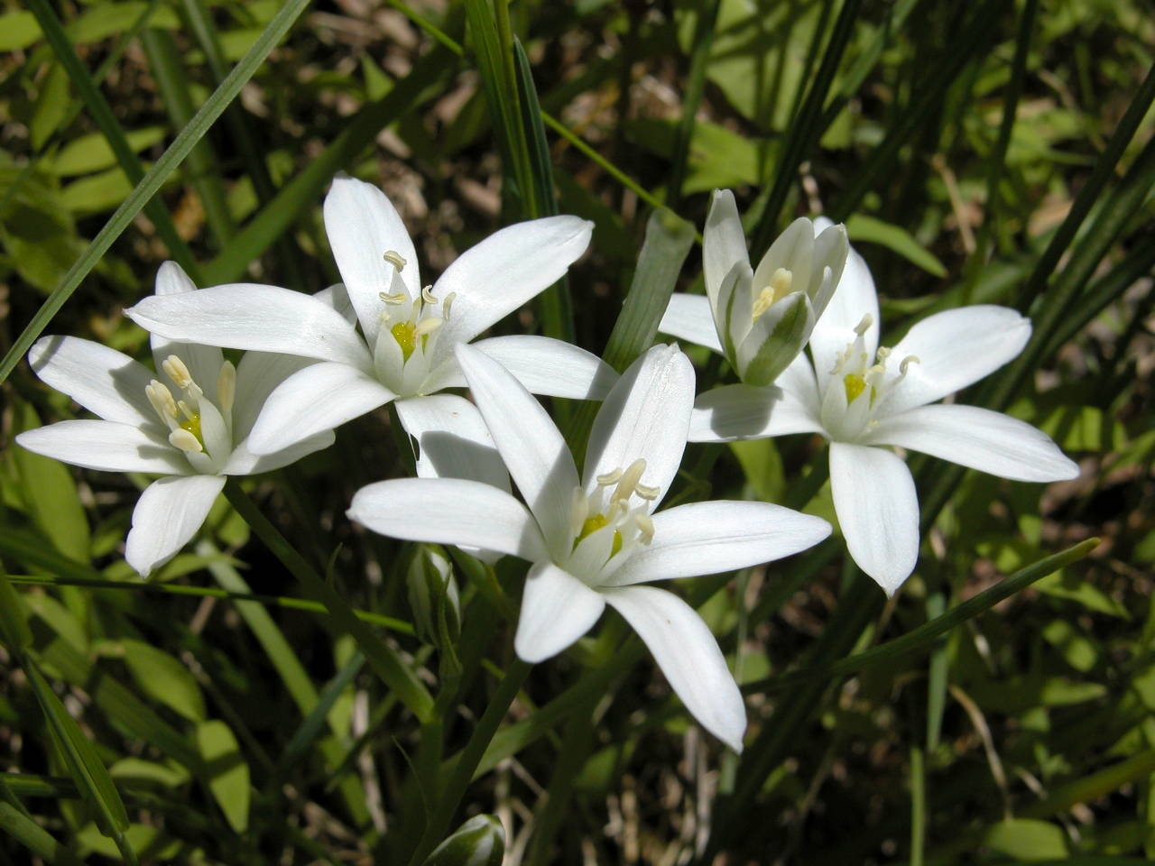 Star of Bethlehem