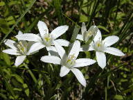 Ornithogallum umbellatum