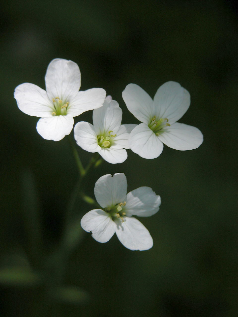 Cuckoo Flower