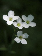 Cardamine pratensis