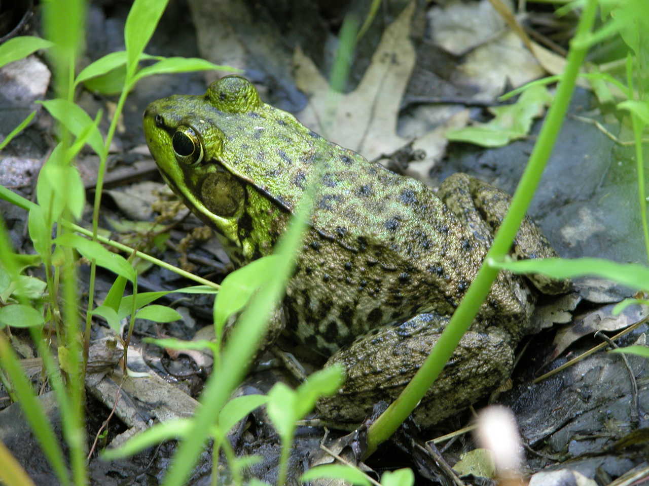 Green Frog