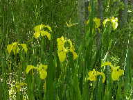 Iris pseudacorus