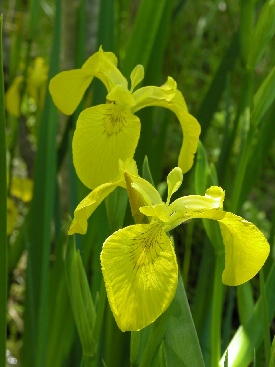 Yellow Iris