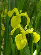 Yellow Iris