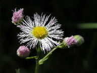 Erigeron philadelphicus