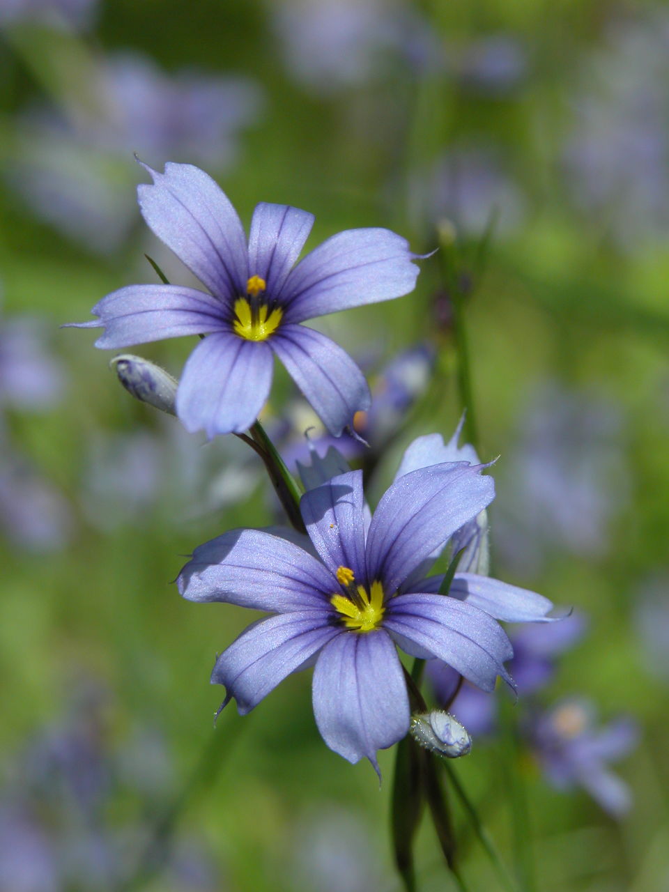 Eastern Blue-Eyed Grass