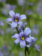 Eastern Blue-Eyed Grass