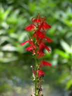 Lobelia cardinalis