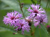 Vernonia noveboracensis