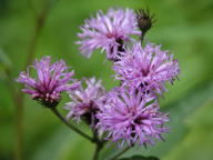 New York Ironweed