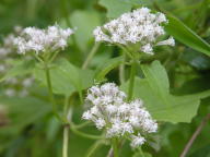 Mikania scandens