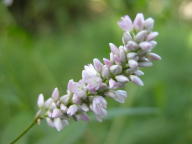 Dock-Leaved Smartweed