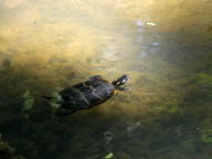 Eastern Painted Turtle