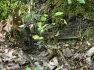 Eastern Ribbon Snake