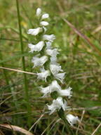 Spiranthes vernalis